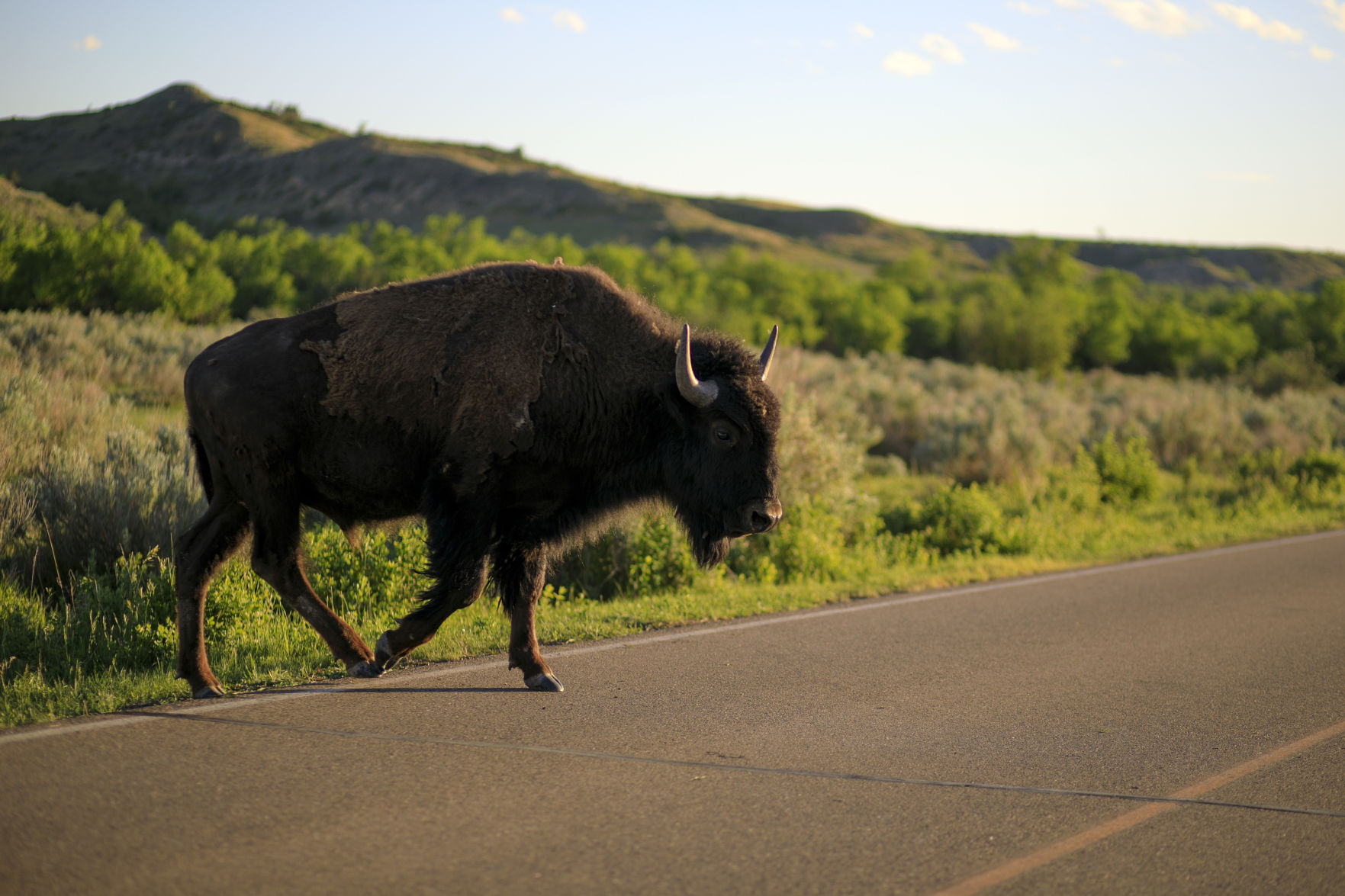 Theodore Roosevelt National Park